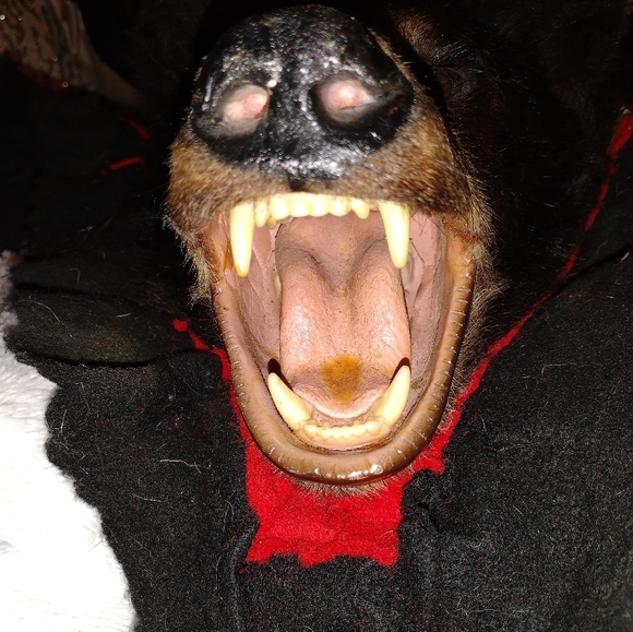 Taxidermy Large Brown Bear Rug, - Picture 6 of 16